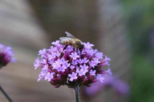 Jolie fleur violette avec une abeille posée dessus au Château de Chaumont sur Loire